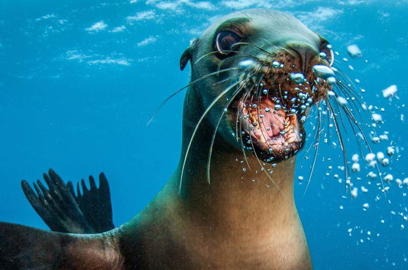 A sea lion mid-roar, the Clion Studios mascot